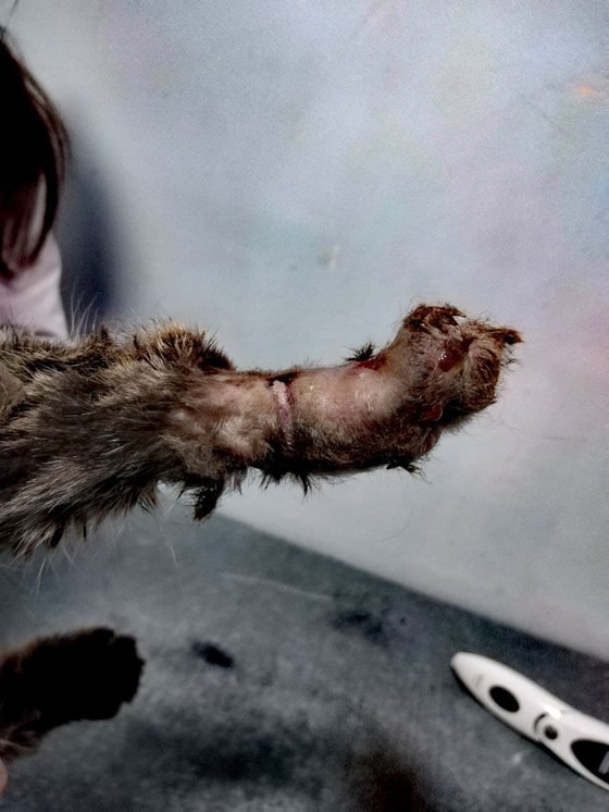 Фото: ОЗЖ Mehr va Oqibat