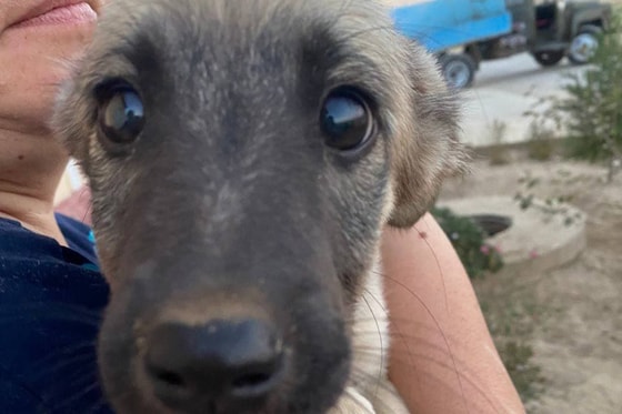 Фото: Mehr&nbsp;va Oqibat