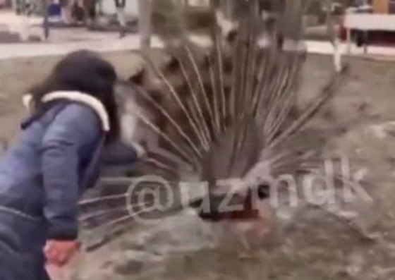 Фото: кадр из видео