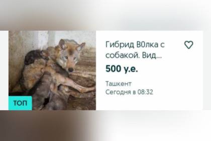 Фото:&nbsp;ekologuz