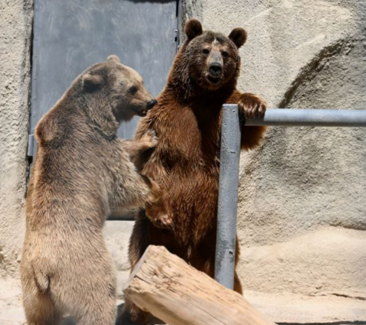 Фото: t.me/tashzoo