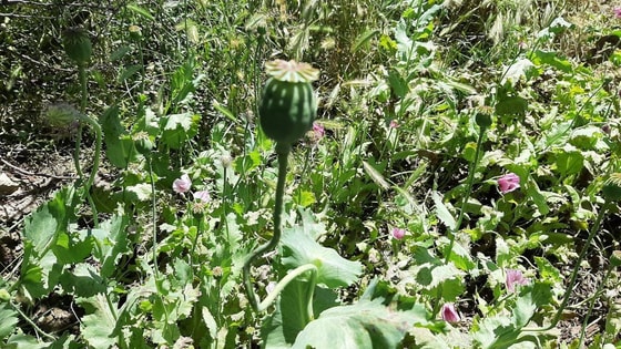 Фото:&nbsp;пресс-служба УВД Ферганской области