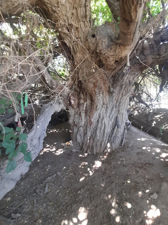 Фото:&nbsp;Комитет по экологии и охране окружающей среды