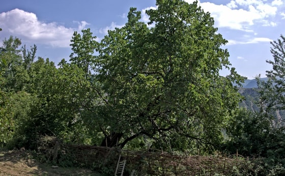 Ситуативное фото / Википедия