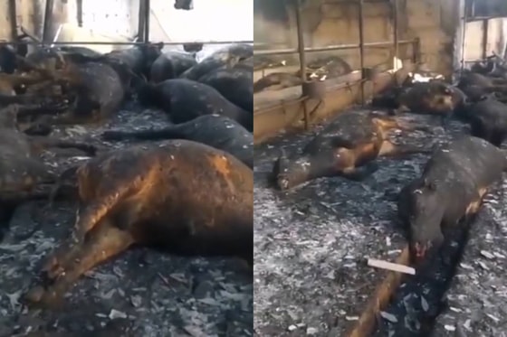 Фото: Кадры из видео