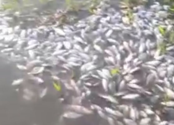 Кадр из видео