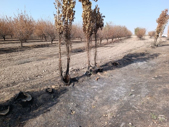 Фото: t.me/Kusherbayevga_murojaat