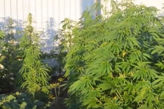 Кадр из видео