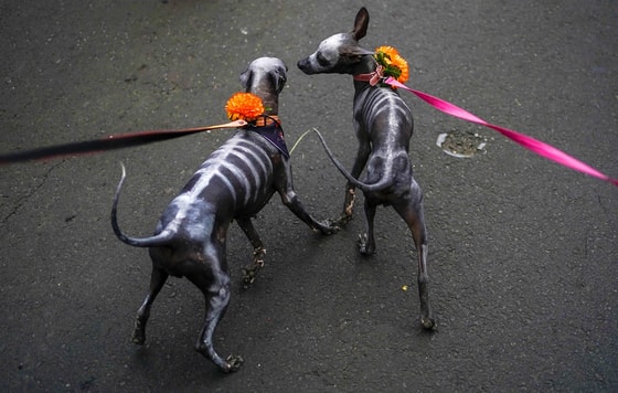 Mexiko shahrida o'tkazilgan an'anaviy O'liklar kunidagi "La Satrina" paradiFoto: TASS