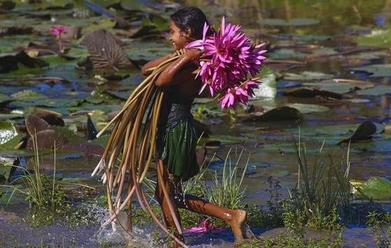 Bangladeshning Silhet tumani yaqinida suv nilufarlarini yig'ayotgan qizFoto: TASS