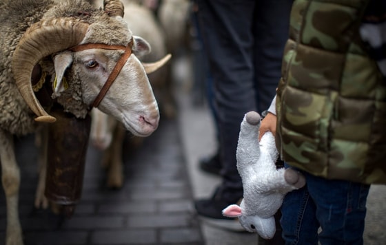Qadimgi an'anaga ko'ra, minglab qo'ylar Madrid markazidan olib o'tildiFoto: Getty Images