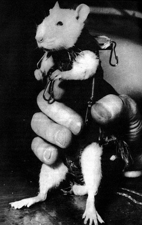 Rat Gektor — birinchi fransuz astronavti. 1961-yil