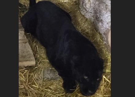 Foto: Videodan lavha