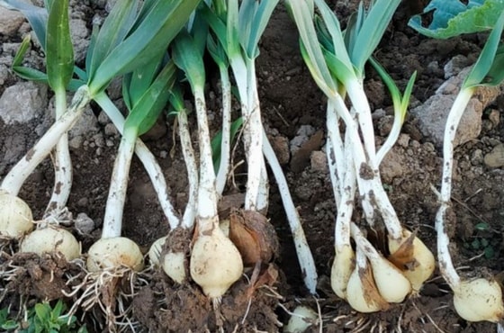 Фото: East Fruit