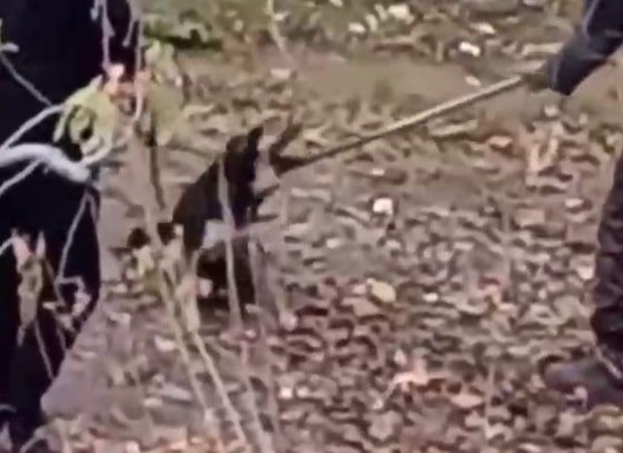 Кадр из видео