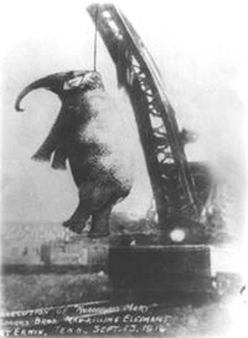 AQSHda qatlga hukm qilingan Katta Meri laqabli filning bir necha marta o'qqa tutish ishlari ham muvaffaqiyatsiz yakunlanganidan so'ng, kranga osilgan holda qatl etilishi. 1916-yil