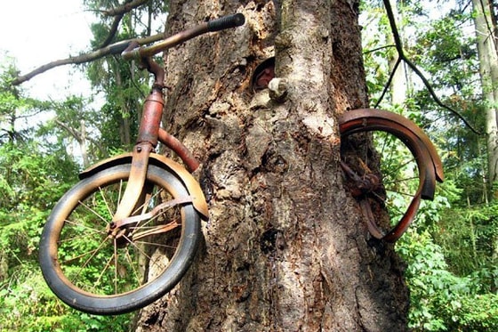 1914-yilda urushga jalb qilingan yigit o'zining velosipedini daraxtga zanjirlab ketgan, biroq, o'zi urushdan qaytmagan. Daraxt esa zanjirlangan velosiped bilan o'sishda davom etgan