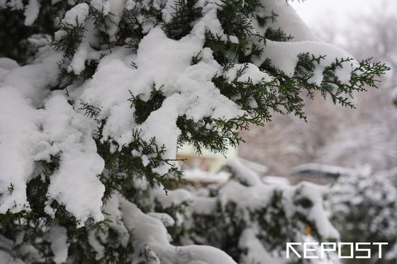 Фото: Repost.uz