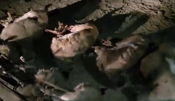 Кадр из видео