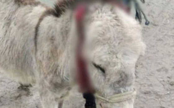 Кадр из видео