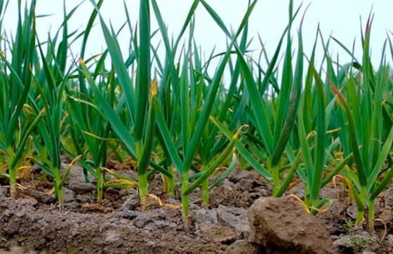 Фото: Минсельхоз