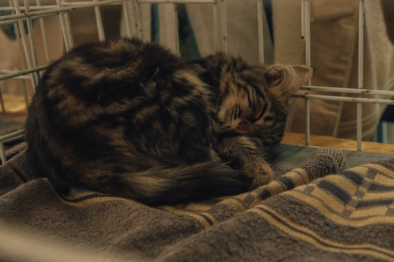 Фото: Авакян Маргарита / Repost.uz