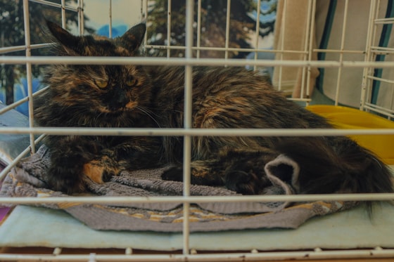 Фото: Авакян Маргарита / Repost.uz