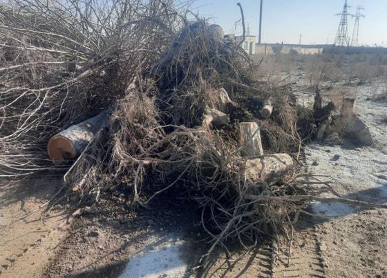 Фото: Управление экологии Бухарской области