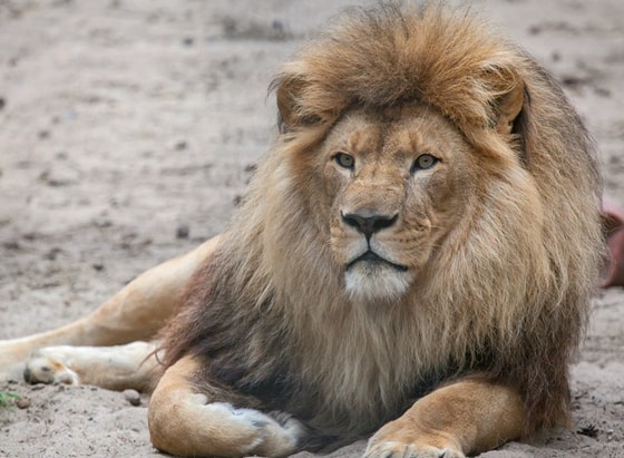 Фото: Открытые источники