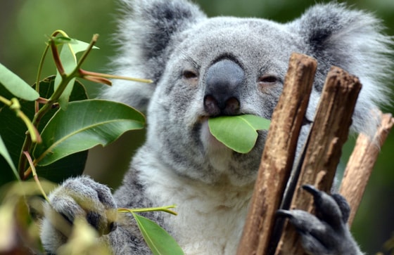 Фото: Getty Images