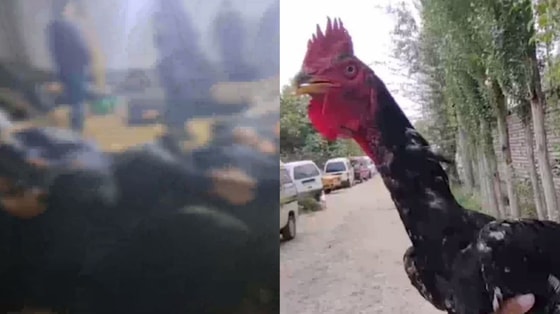 Кадры из видео