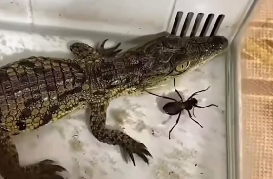 Кадр из видео