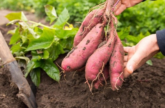 Фото:&nbsp;botanichka.ru