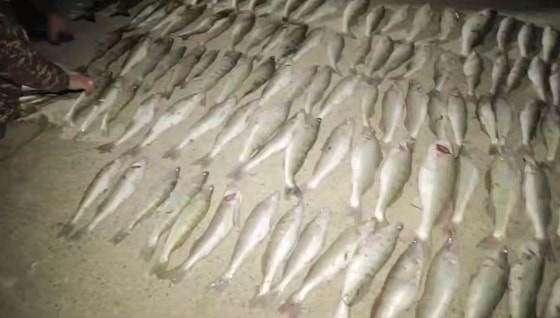 Кадр из видео