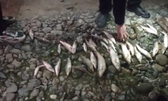 Фото: Комитет по экологии