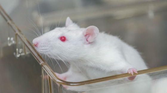 Фото: ИноСМИ