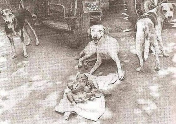 Yangi tug'ilgan vaqtida axlatga tashlab ketilgan qizcha hukumat rasmiylari tomonidan topilgunga qadar uni himoya qilgan uchta ko'cha iti. Koltaka, 1996-yil