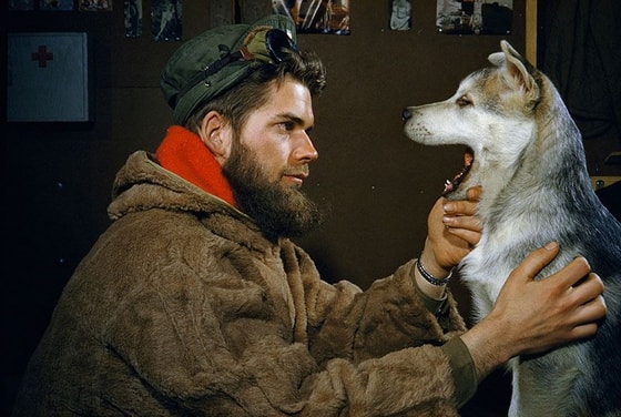 Janubiy qutbda Alaskan Malamute kuchuklarining tekshiruvlardan o'tkazish jarayonlari. 1957-yil