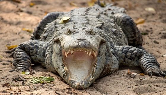 Ситуативное фото / Открытые источники