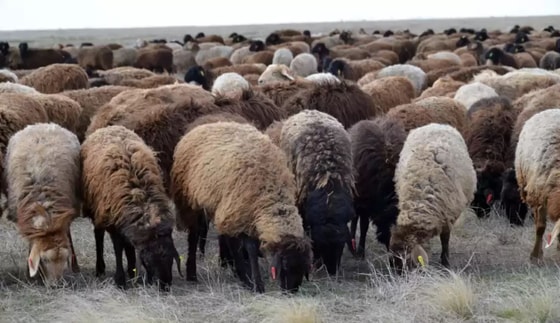 Фото: tafsilar.info