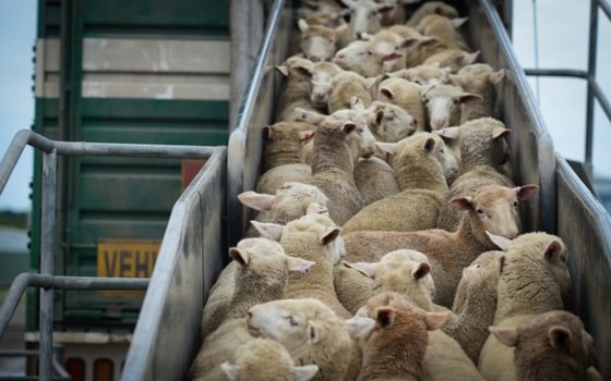 Фото:&nbsp;svoefermerstvo.ru