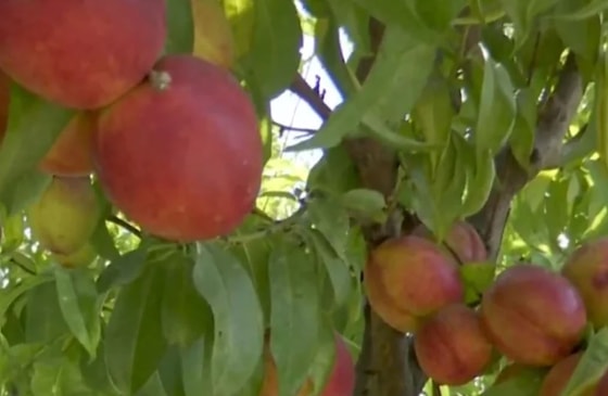 Фото: East Fruit