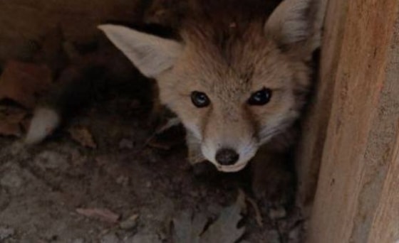 Фото: пресс-служба&nbsp;Министерства природных ресурсов