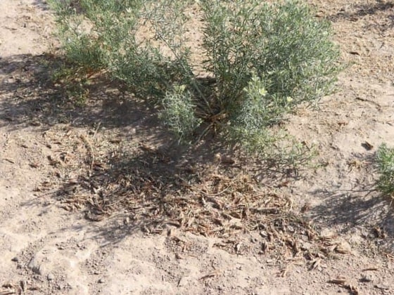 Фото:&nbsp;Qalampir