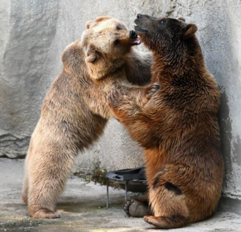 Фото: t.me/tashzoo