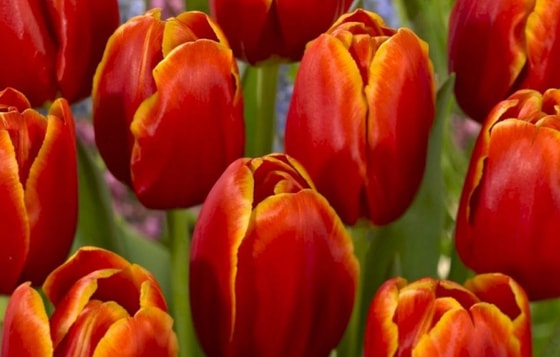 Фото: Открытые источники