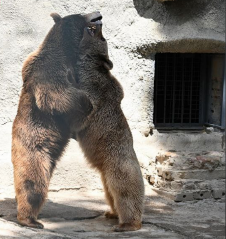 Фото: t.me/tashzoo