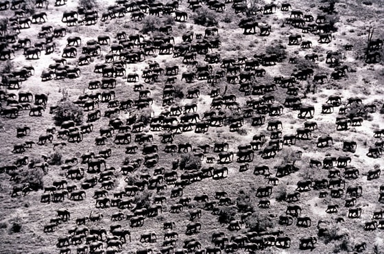 Fillar podasi, Tsavo milliy bog'i. Keniya, 1976-yil