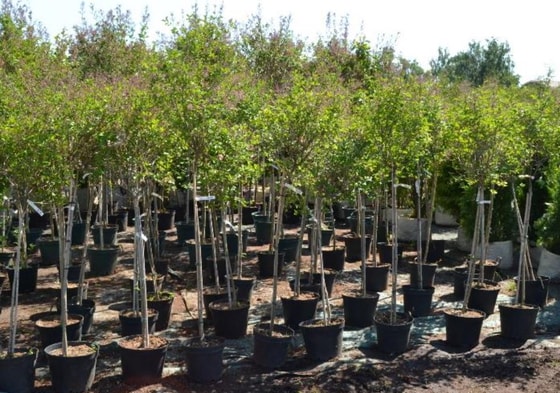 Фото: admnvrsk.ru