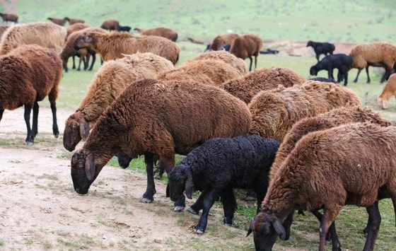 Фото:&nbsp;fermer.ru